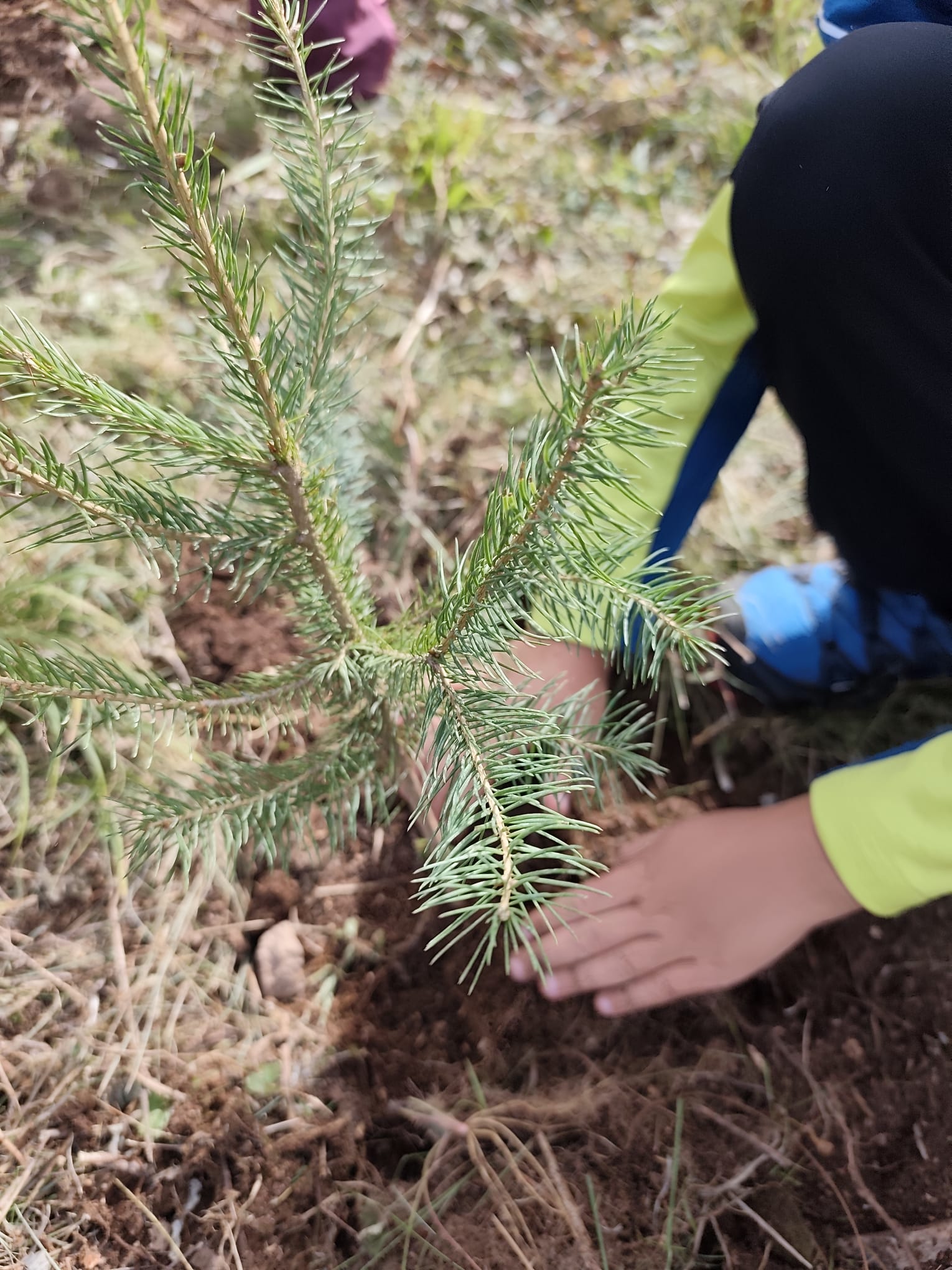 Festa degli alberi  Scuola Primaria “I.Masih”Ziano di Fiemme